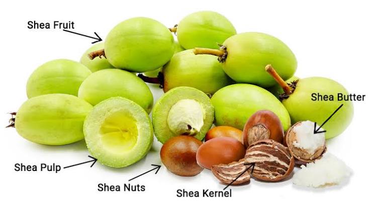 Raw Organic Shea Butter from East Africa